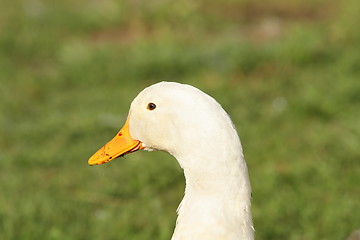 Image showing domestic white duck portrait