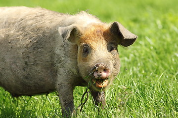 Image showing funny pig portrait