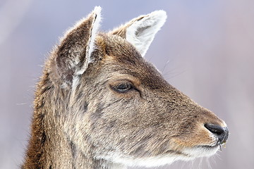 Image showing deer calf close up portrait