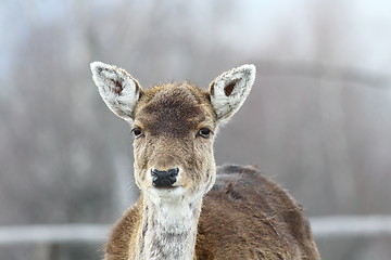 Image showing deer hind portrait