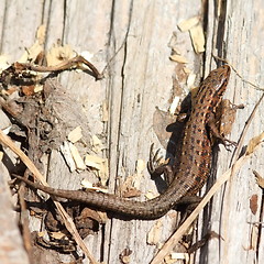 Image showing viviparous lizard basking on stump