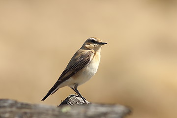 Image showing female northern wheatear close up