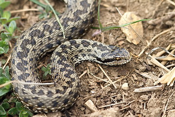 Image showing female meadow viper in natural habitat