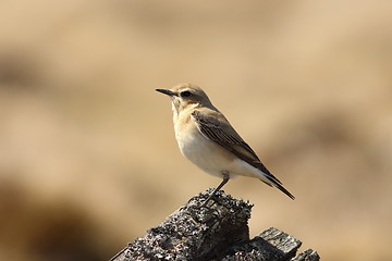 Image showing Oenanthe oenanthe