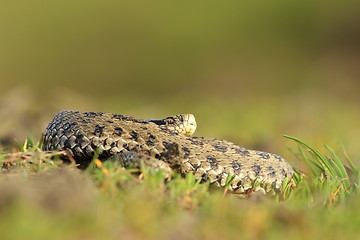 Image showing female hungarian meadow adder basking in the grass