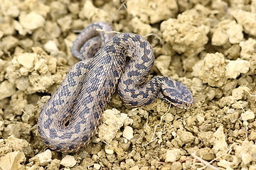 Image showing hungarian meadow adder in natural habitat