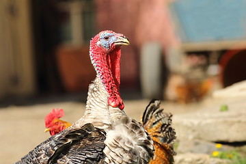 Image showing male turkey