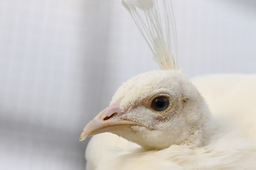 Image showing female peafowl portrait