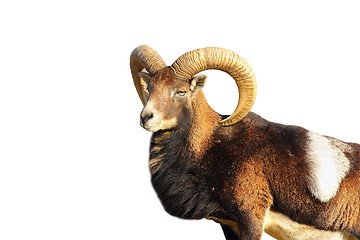 Image showing isolated great mouflon ram