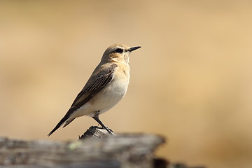 Image showing female northern wheatear