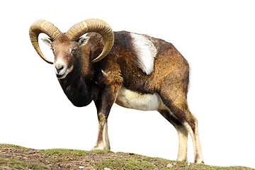 Image showing isolated mouflon looking at the camera