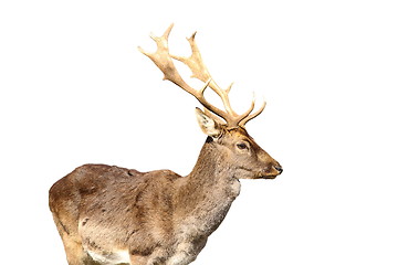 Image showing isolated young fallow deer male