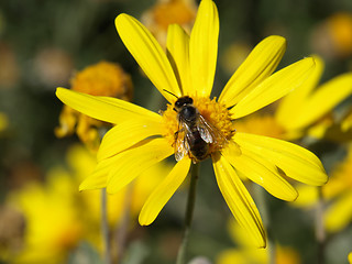 Image showing bee on a yellow daisy