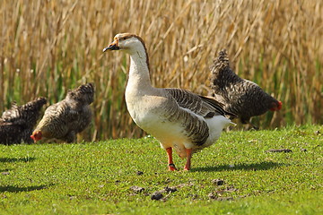 Image showing goose on green lawn