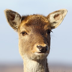 Image showing portrait of deer calf