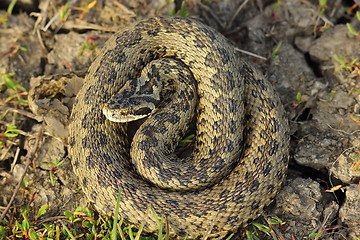 Image showing female vipera ursinii in situ