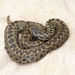 Image showing meadow viper on burlap