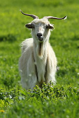Image showing male goat on green lawn