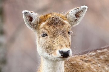 Image showing portrait of curious deer doe