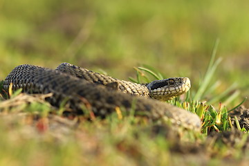 Image showing female meadow viper in the grass