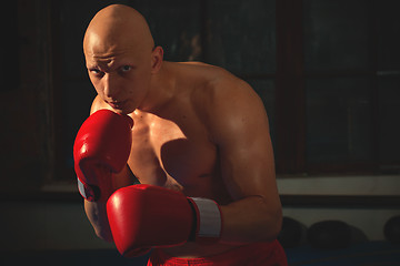 Image showing fighter with red gloves