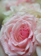 Image showing roses, norwegian, norway, flower, pink, pretty