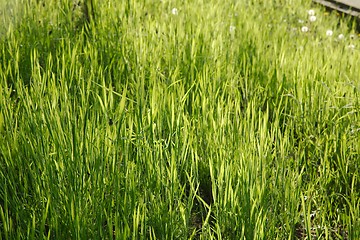 Image showing Green Grass Field