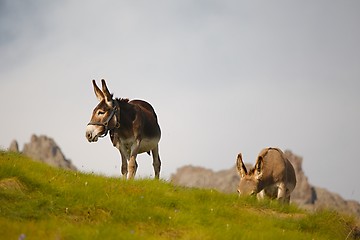 Image showing Grazing Donkey