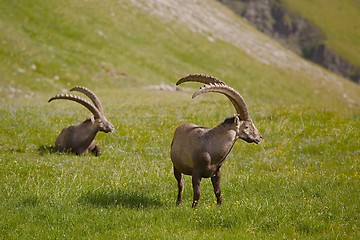 Image showing Alpine Ibex Grazing