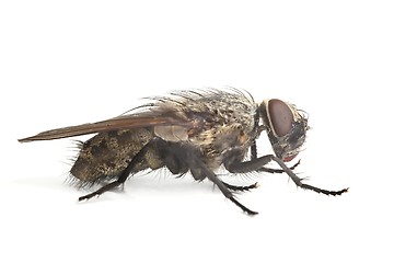 Image showing Fly Macro on White