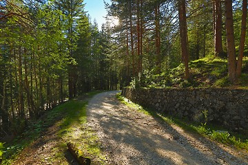 Image showing Forest walking route