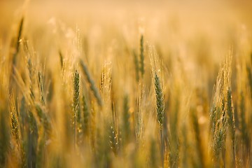 Image showing Wheat field detail