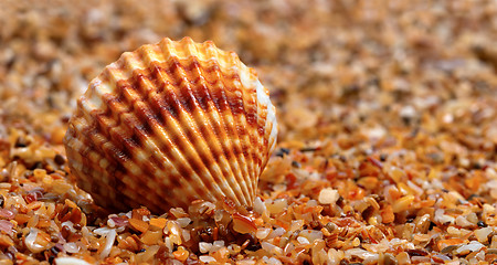 Image showing Seashell on sand 