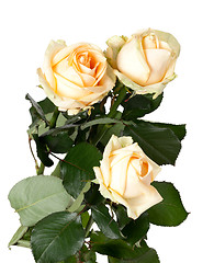 Image showing Bouquet of roses on white