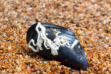 Image showing Shells of mussel on sand