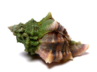 Image showing Wet seashell on white