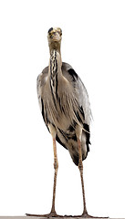 Image showing Grey heron (Ardea cinerea)