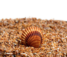 Image showing Seashell on sand