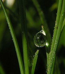 Image showing a dew drop