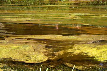 Image showing green brown bog