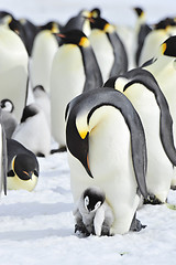 Image showing Emperor Penguins with chick