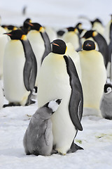 Image showing Emperor Penguins with chick