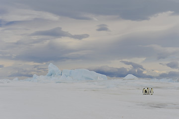 Image showing Emperor Penguins with chick