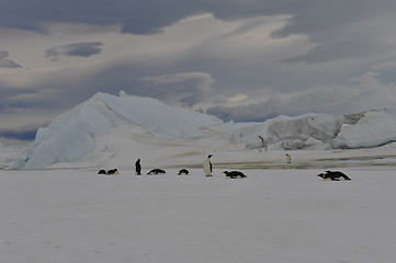 Image showing Emperor Penguins with chick