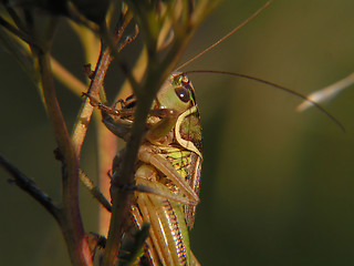 Image showing a grasshopper