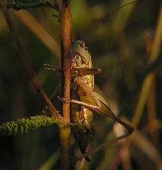 Image showing a grasshopper