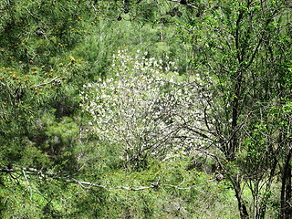 Image showing Almond tree in full blossom