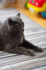 Image showing close up of british shorthair cat at home