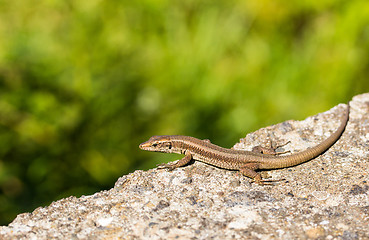 Image showing Madeiran wall lizard