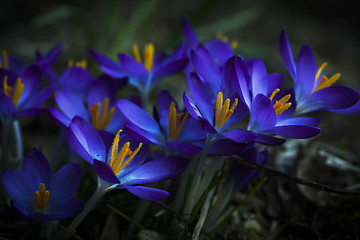 Image showing blue crocus